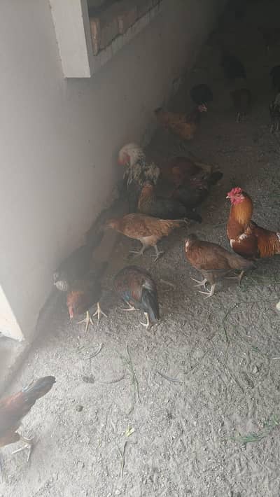 Hens for sale