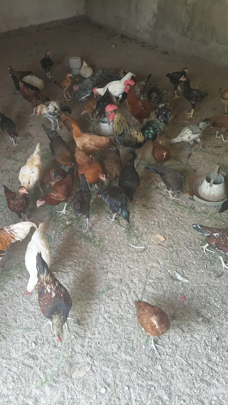 Hens for sale — photo 2
