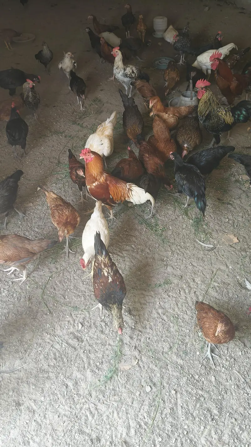 Hens for sale — photo 3