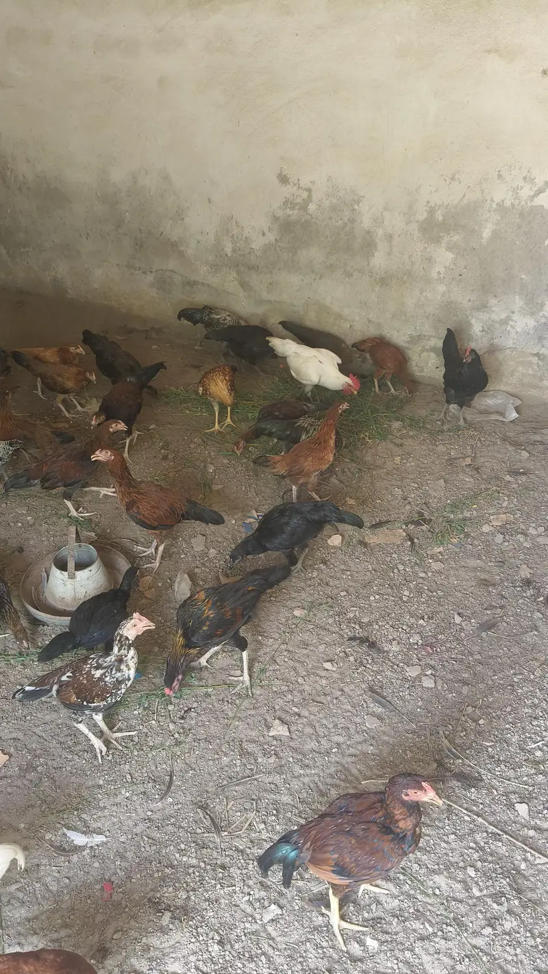 Hens for sale — photo 4