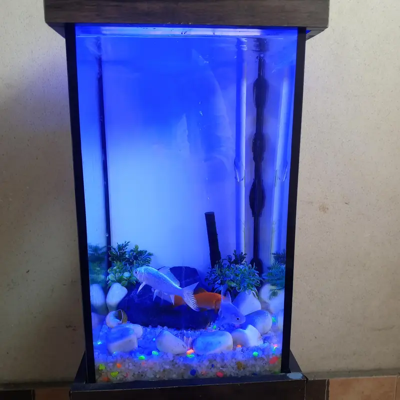 Complete Aquarium Setup for Sale – Ready to Use! — photo 2