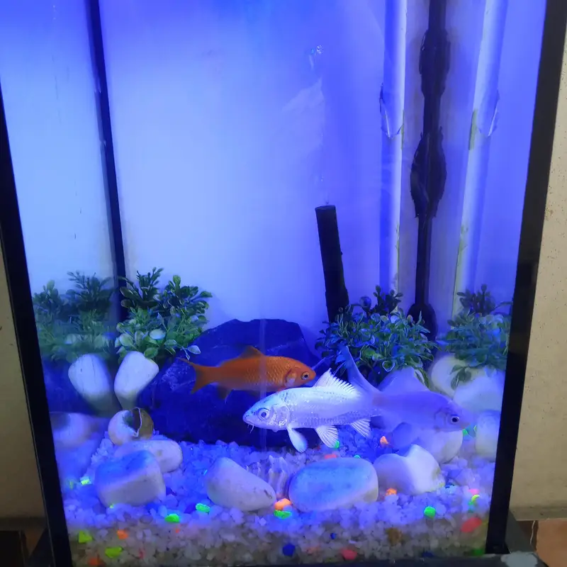 Complete Aquarium Setup for Sale – Ready to Use! — photo 7