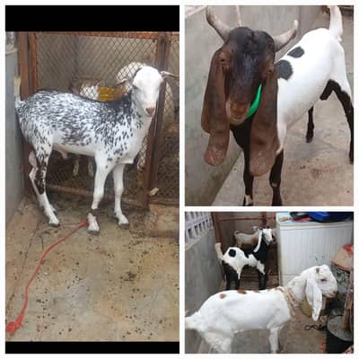 TEDDA KAMORI BEETAL BAKRA BAKRI