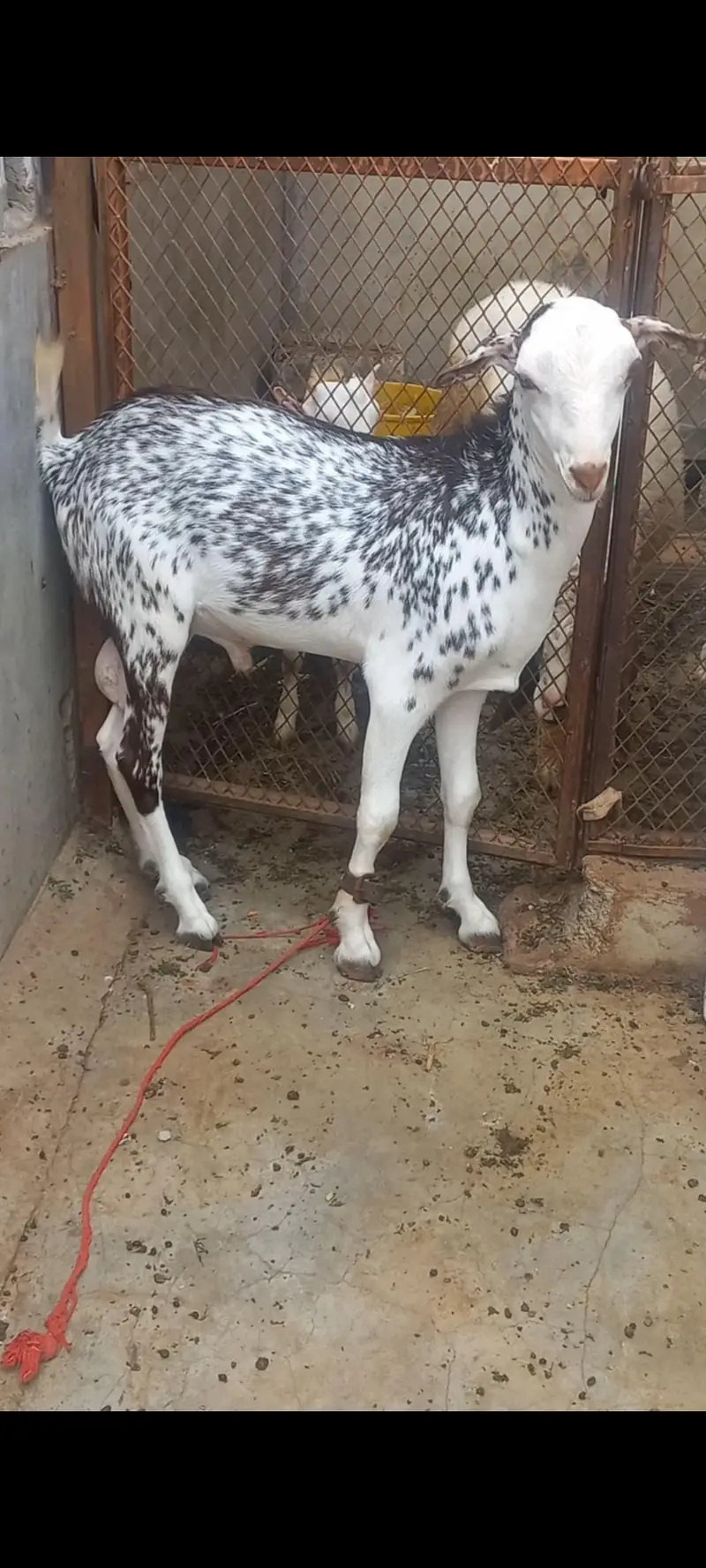 TEDDA KAMORI BEETAL BAKRA BAKRI — photo 2