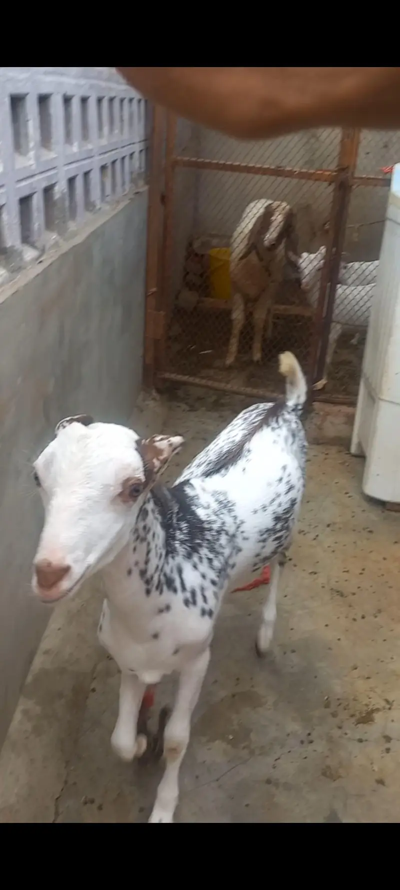 TEDDA KAMORI BEETAL BAKRA BAKRI — photo 3