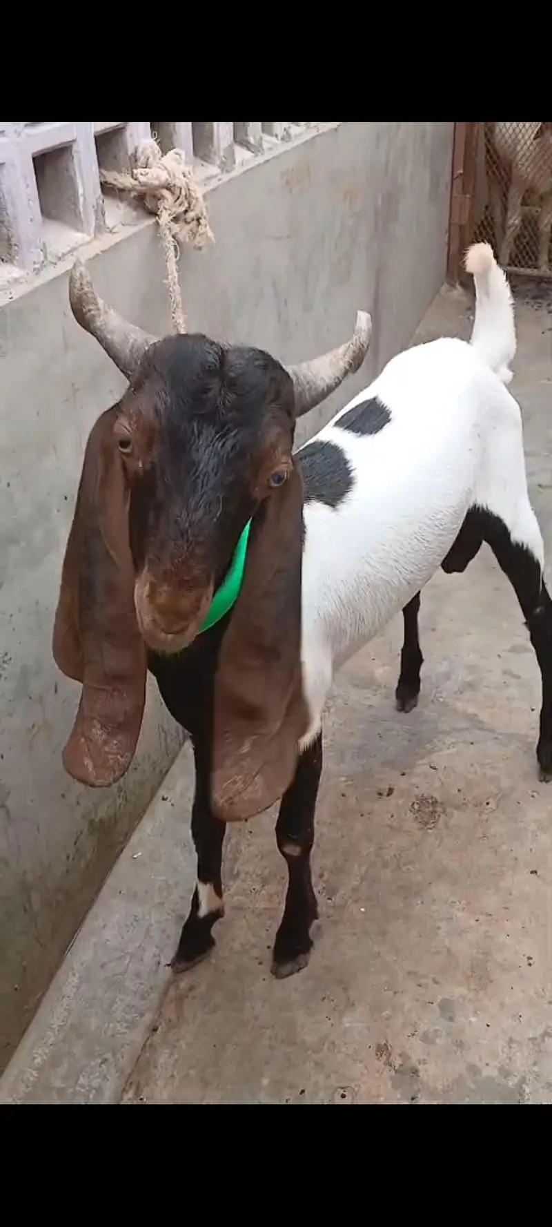 TEDDA KAMORI BEETAL BAKRA BAKRI — photo 5