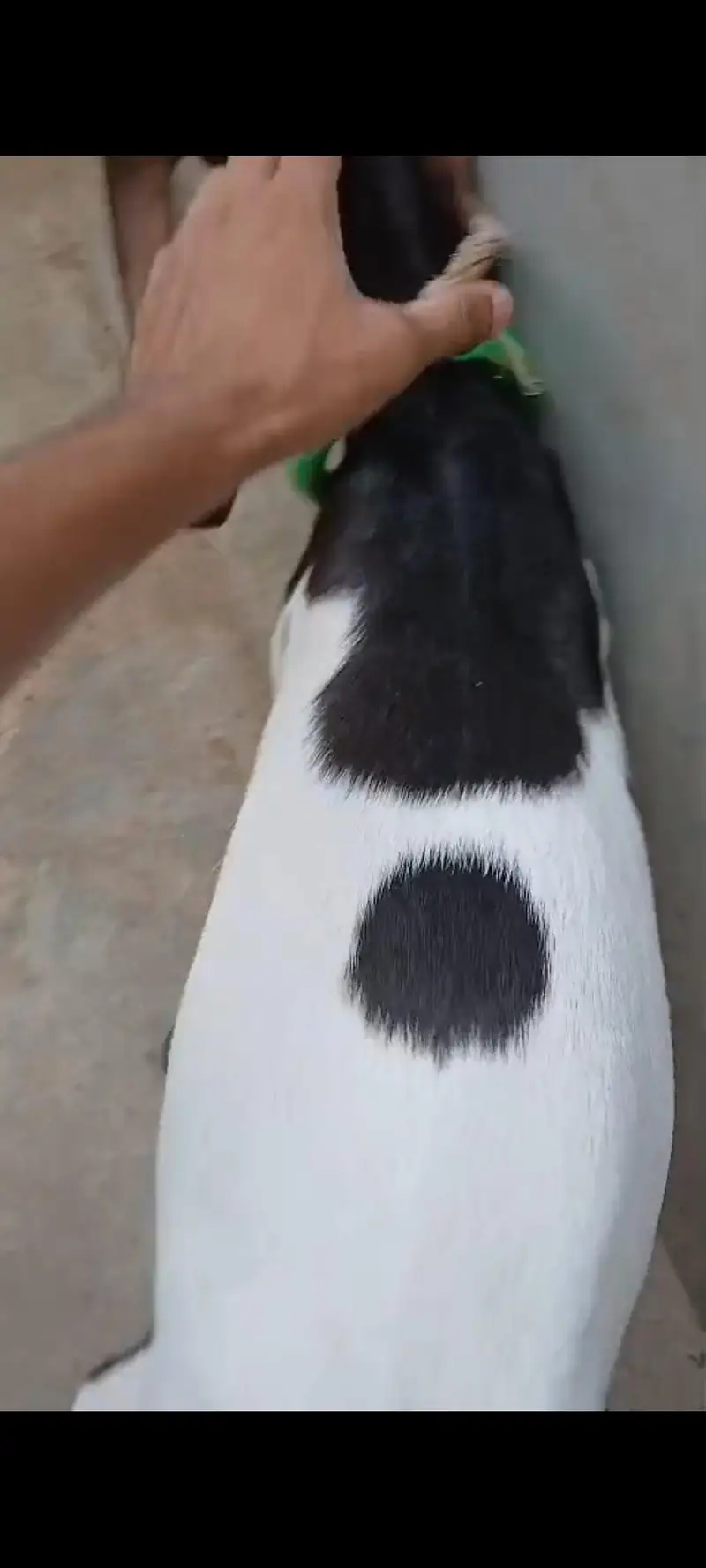 TEDDA KAMORI BEETAL BAKRA BAKRI — photo 6