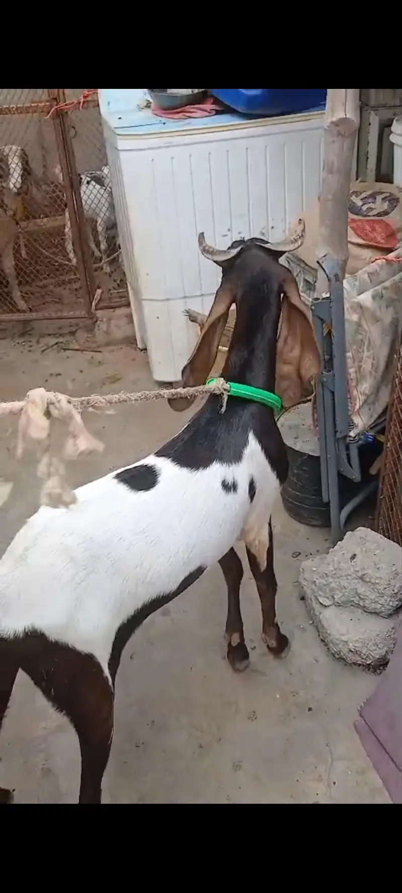 TEDDA KAMORI BEETAL BAKRA BAKRI — photo 7