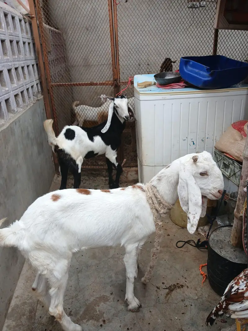 TEDDA KAMORI BEETAL BAKRA BAKRI — photo 8