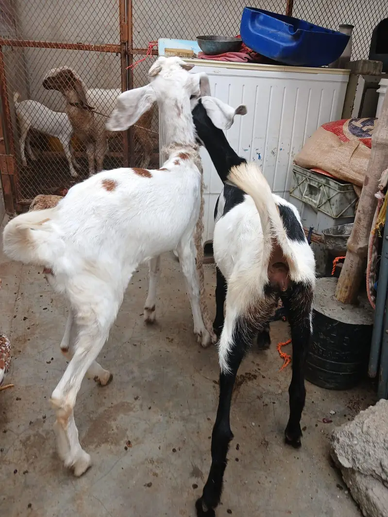 TEDDA KAMORI BEETAL BAKRA BAKRI — photo 9