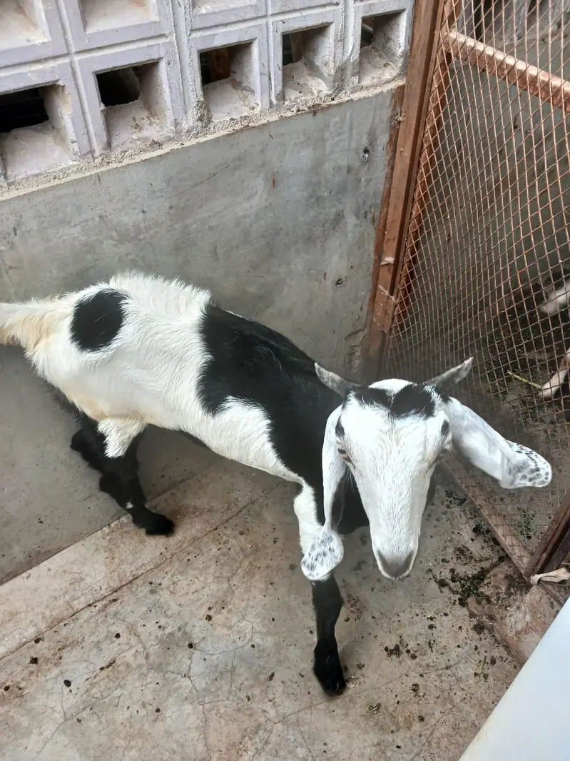 TEDDA KAMORI BEETAL BAKRA BAKRI — photo 10