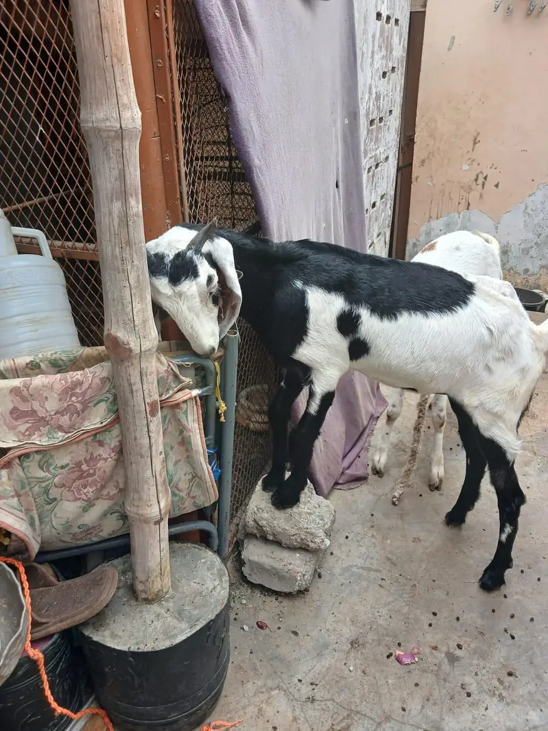 TEDDA KAMORI BEETAL BAKRA BAKRI — photo 11