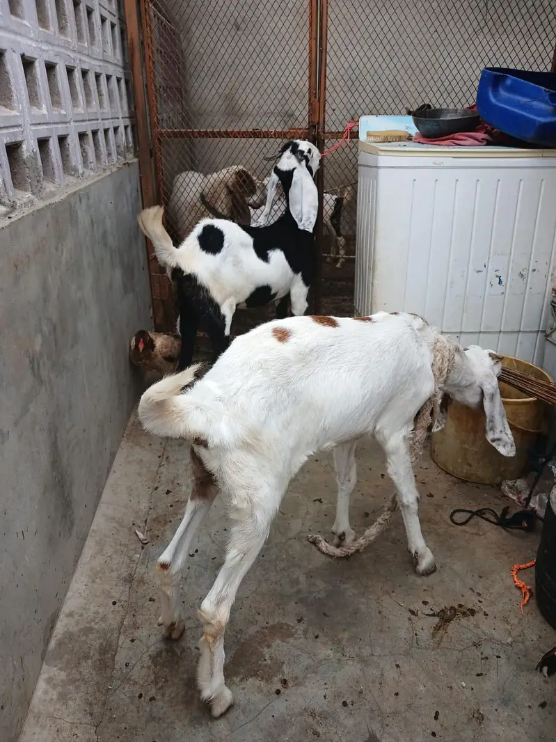 TEDDA KAMORI BEETAL BAKRA BAKRI — photo 12