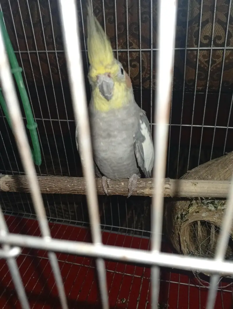 Cocktail parrot — photo 2