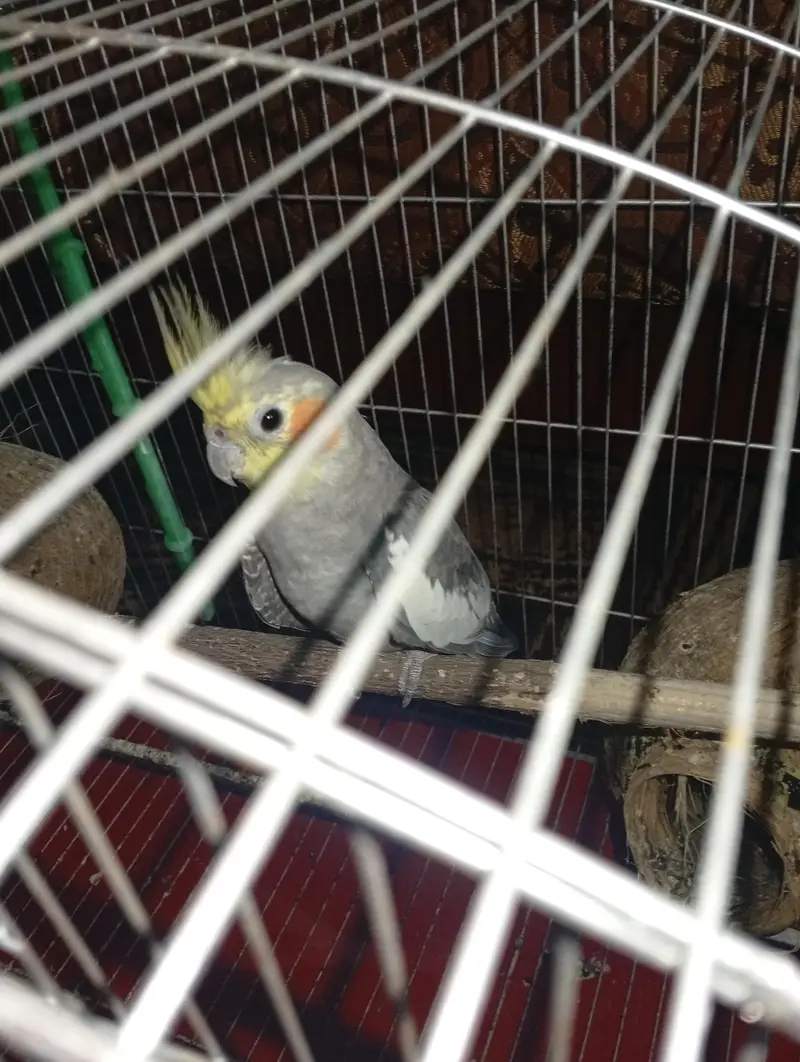 Cocktail parrot — photo 3