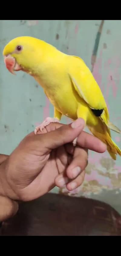 Desi parrots