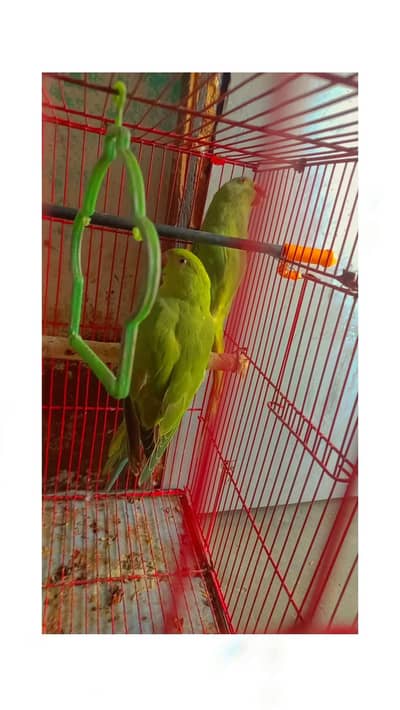 Desi parrots