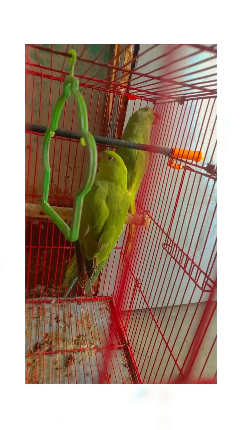 Desi parrots — photo 2