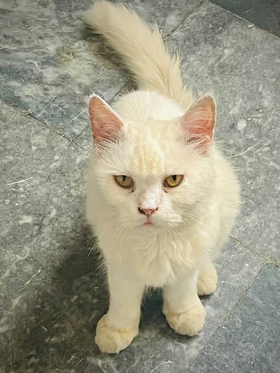 Persian male cat discount price urgent sell