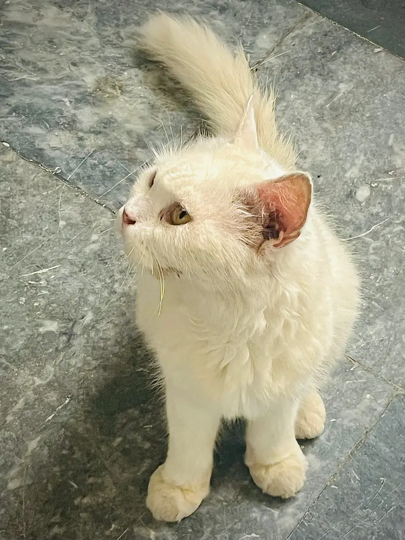 Persian male cat discount price urgent sell — photo 2