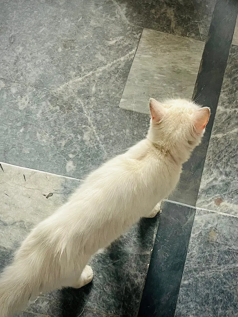 Persian male cat discount price urgent sell — photo 3