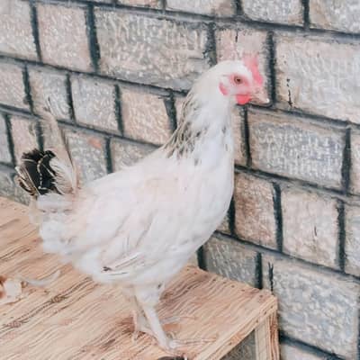 Healthy and Active Chicken Pair With Cage For Sale