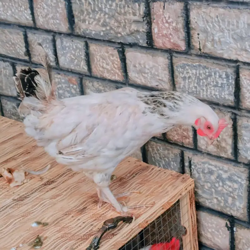 Healthy and Active Chicken Pair With Cage For Sale — photo 2