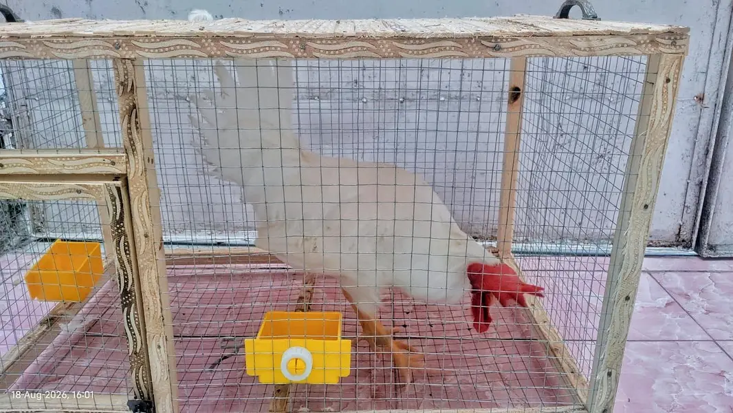 Healthy and Active Chicken Pair With Cage For Sale — photo 3