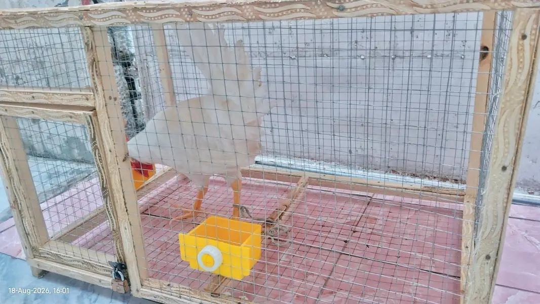 Healthy and Active Chicken Pair With Cage For Sale — photo 4