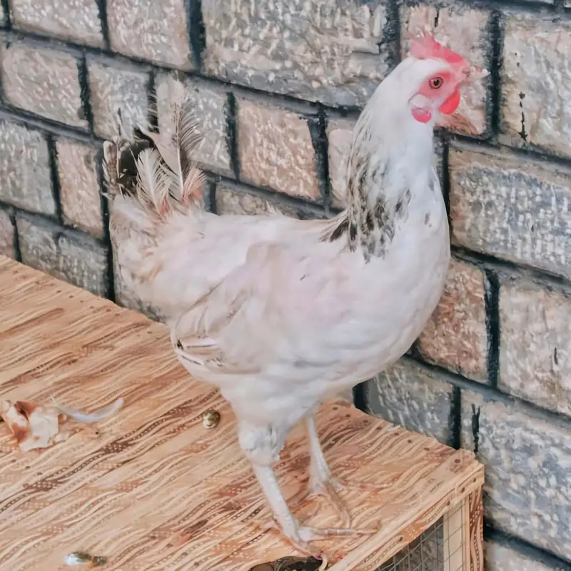 Healthy and Active Chicken Pair With Cage For Sale — photo 5