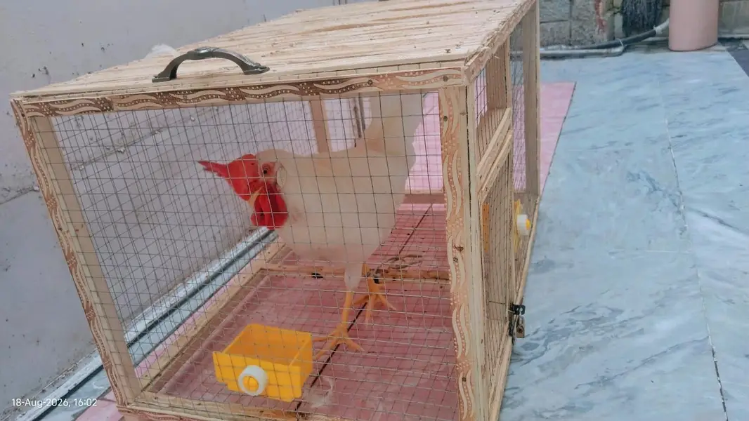 Healthy and Active Chicken Pair With Cage For Sale — photo 6