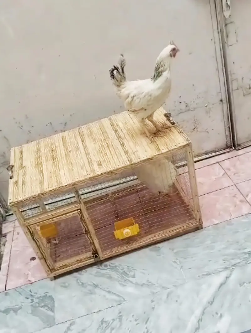 Healthy and Active Chicken Pair With Cage For Sale — photo 7