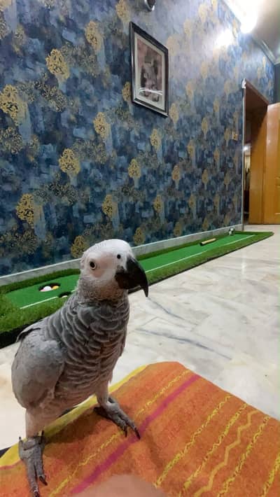 African grey parrot (tamed)