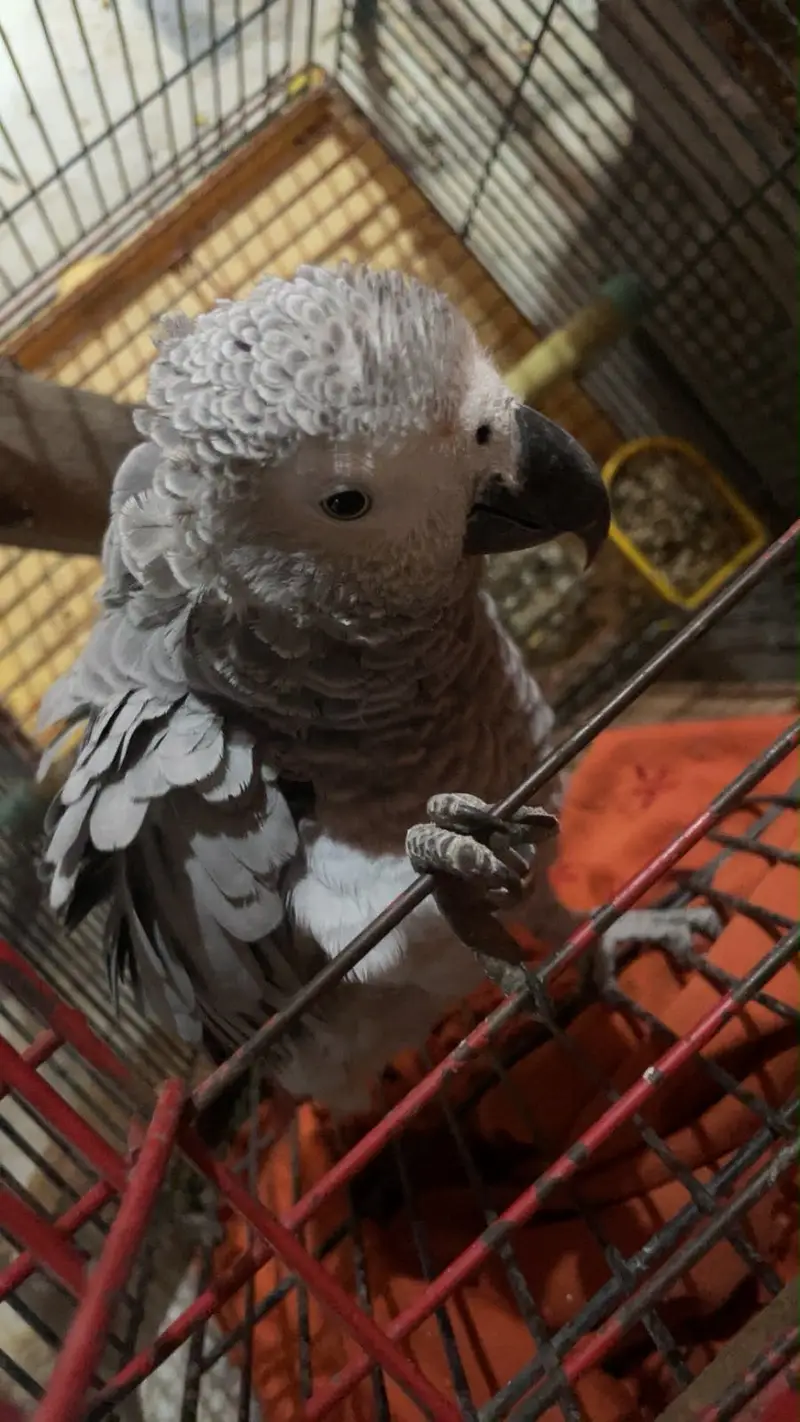 African grey parrot (tamed) — photo 2