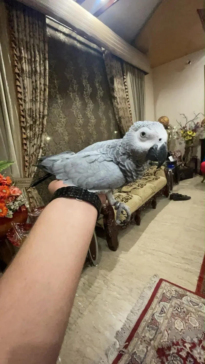 African grey parrot (tamed) — photo 3
