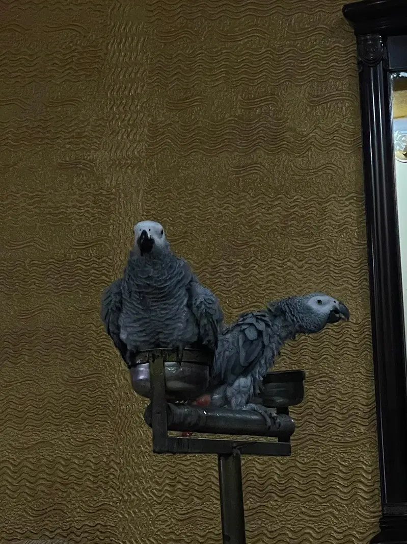 African grey parrot (tamed) — photo 4