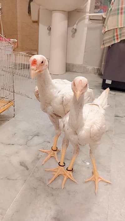 Male female pair