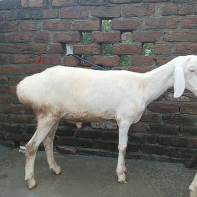 Turkish dumba