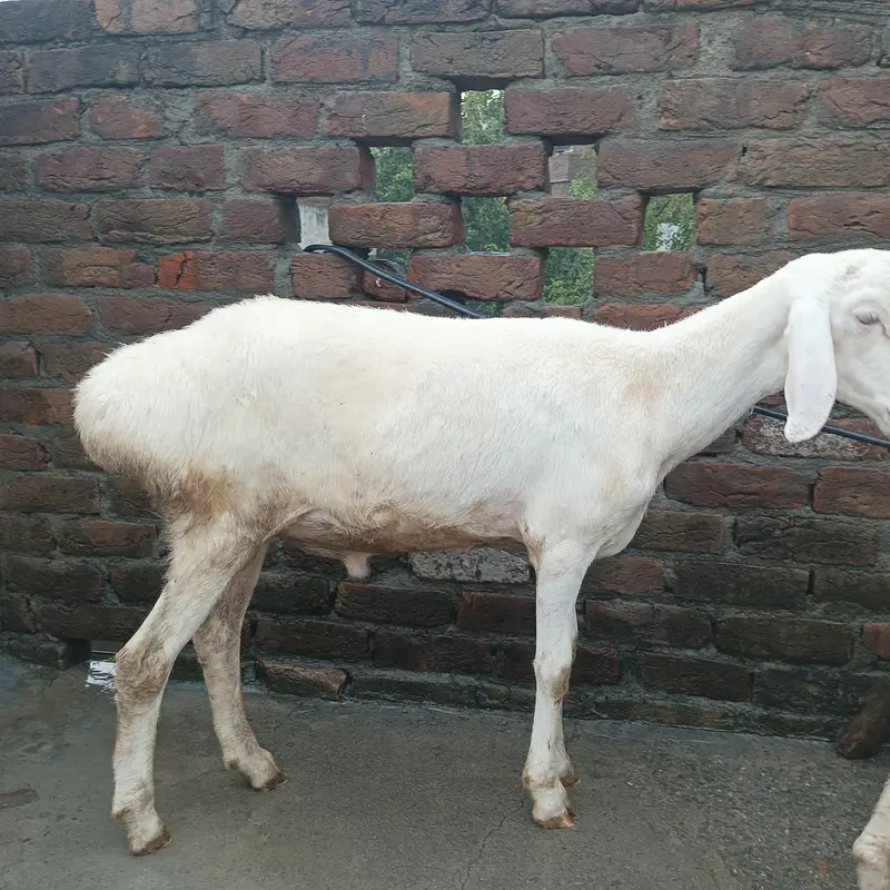 Turkish dumba
