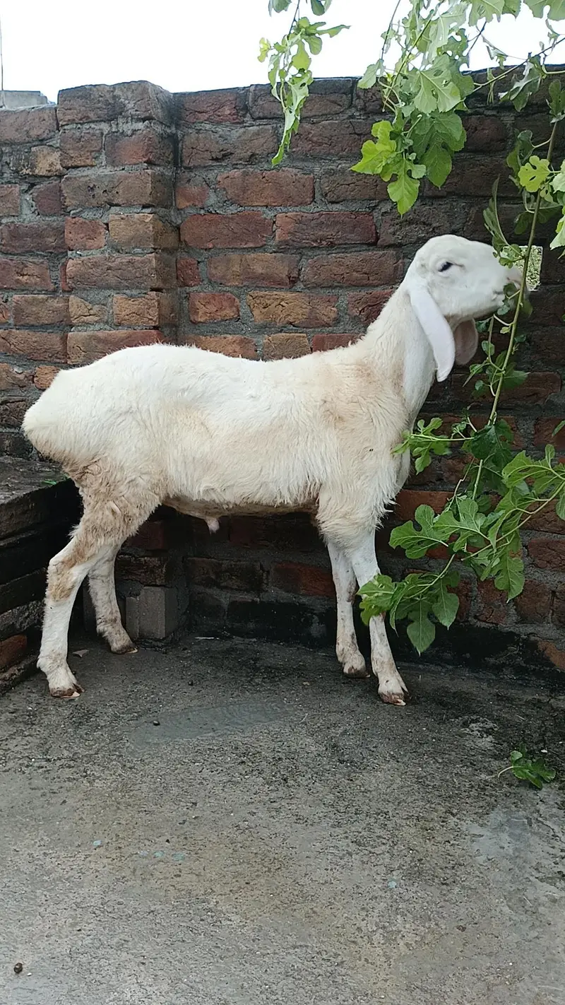 Turkish dumba — photo 3