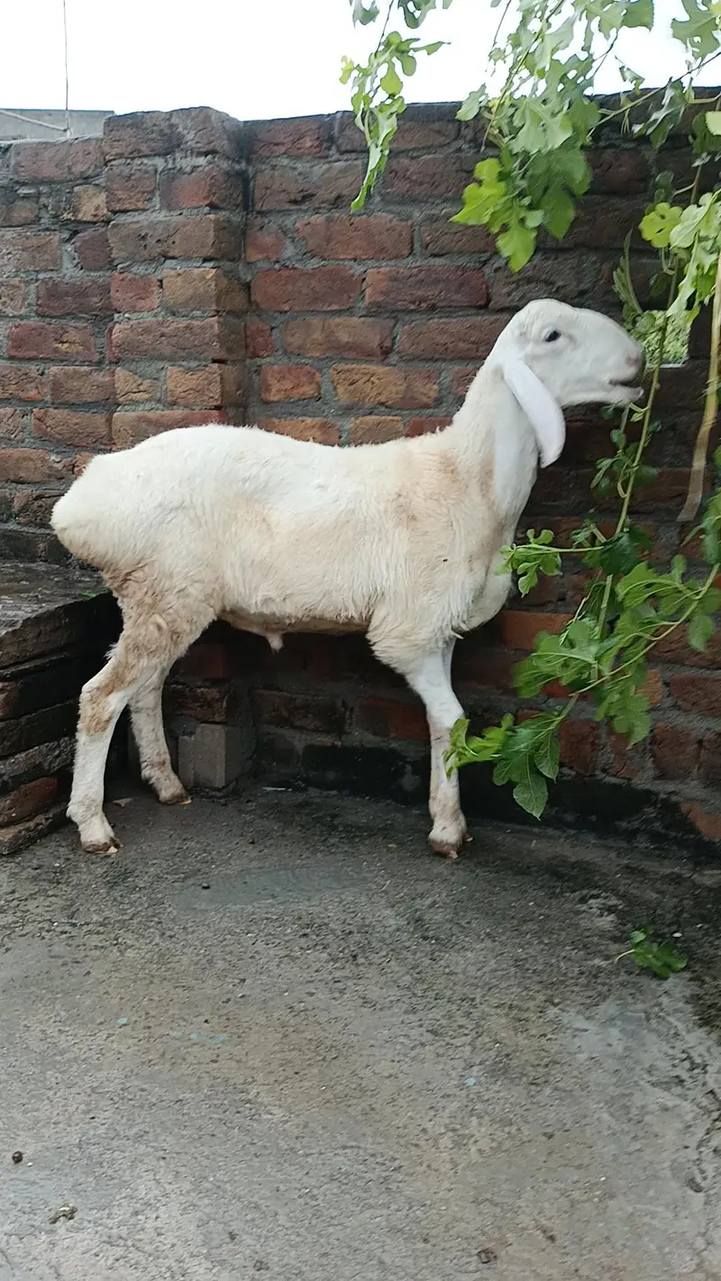 Turkish dumba — photo 4