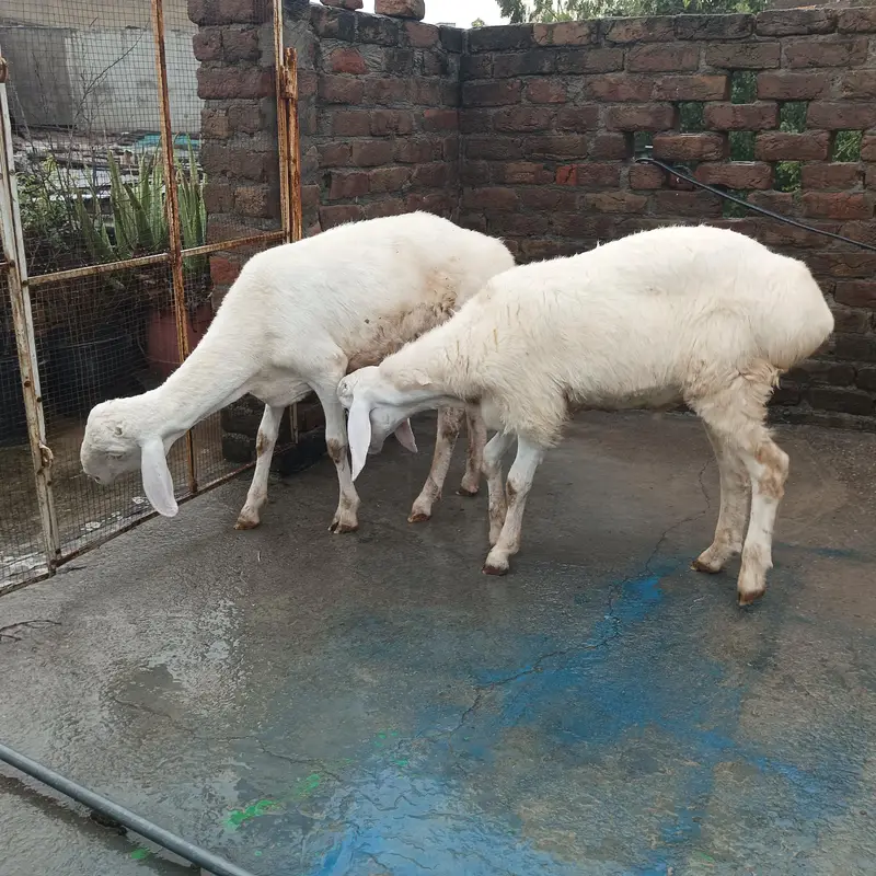Turkish dumba — photo 6