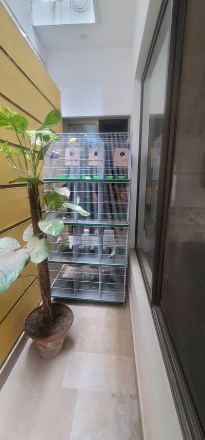 cage And 20 lovebird red eyes