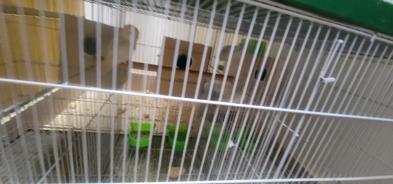 cage And 20 lovebird red eyes — photo 2