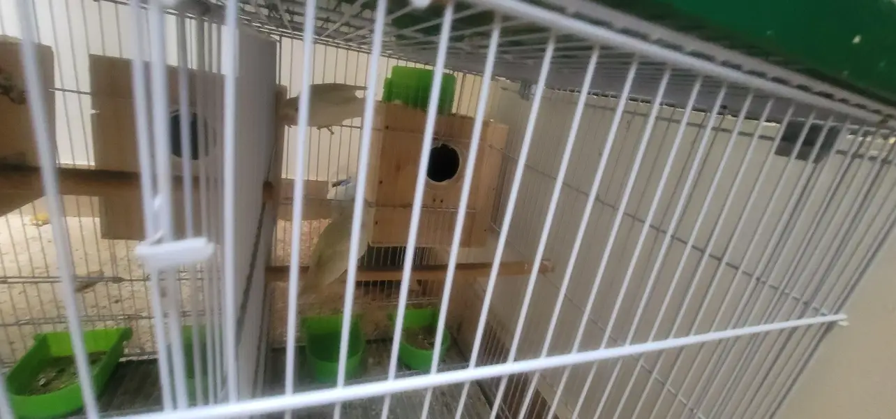 cage And 20 lovebird red eyes — photo 3