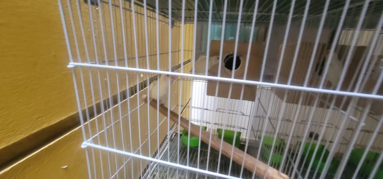 cage And 20 lovebird red eyes — photo 4