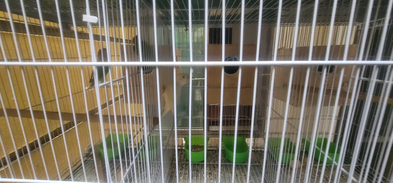 cage And 20 lovebird red eyes — photo 5