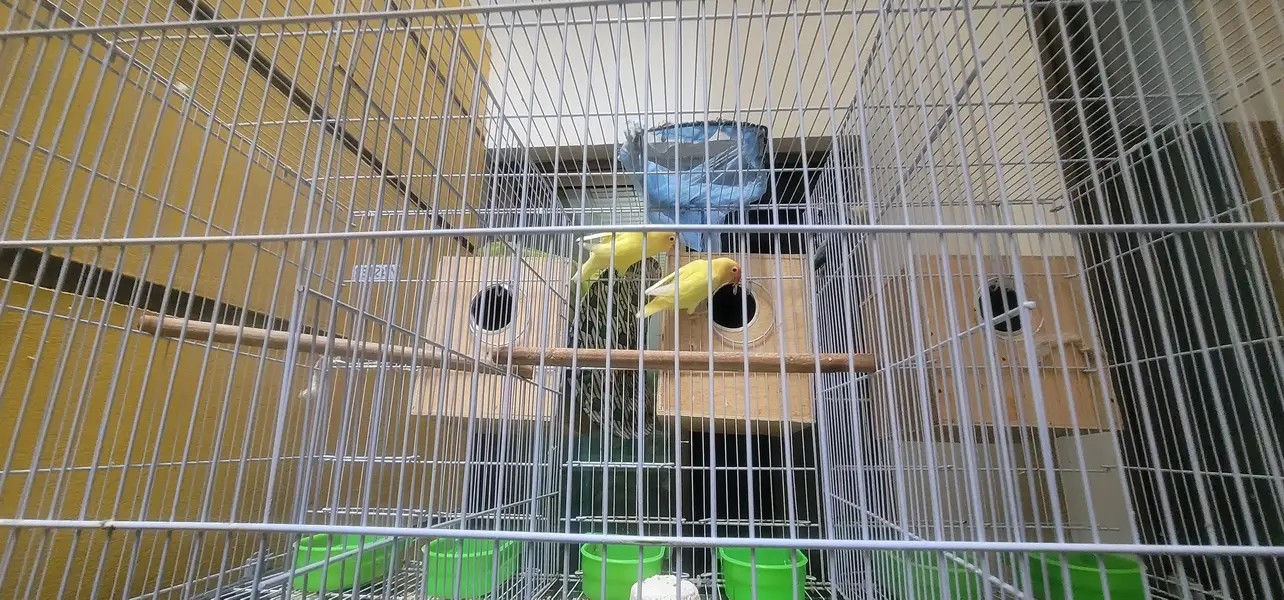 cage And 20 lovebird red eyes — photo 6