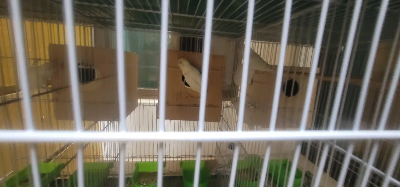 cage And 20 lovebird red eyes — photo 7