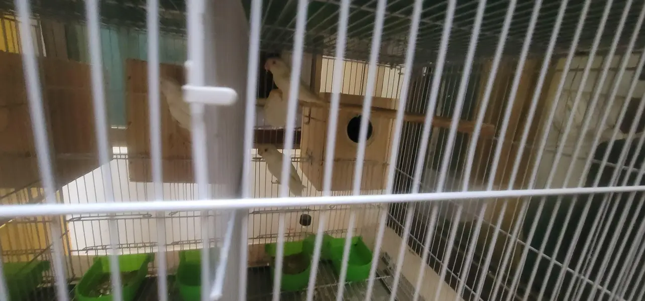 cage And 20 lovebird red eyes — photo 8